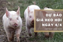 Dự báo giá heo hơi ngày 4/4: Thị trường tiếp tục lao dốc?