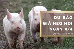 Dự báo giá heo hơi ngày 4/4: Thị trường tiếp tục lao dốc?