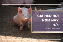 Giá heo hơi hôm nay 4/4: Biến động trái chiều, cao nhất 52.000 đồng/kg