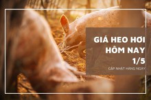 Giá heo hơi hôm nay 1/5: Ổn định, mức giao dịch cao nhất 54.000 đồng/kg