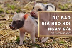 Dự báo giá heo hơi ngày 6/4: Xu hướng tăng quay trở lại?