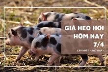 Giá heo hơi hôm nay 7/4: Giảm cao nhất 2.000 đồng/kg
