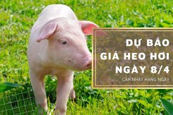 Dự báo giá heo hơi ngày 8/4: Các tỉnh thành sẽ đi ngang?