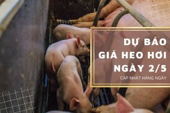 Dự báo giá heo hơi ngày 2/5: Biến động trái chiều tại một vài địa phương?