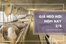 Giá heo hơi hôm nay 2/5: Lặng sóng, thấp nhất 51.000 đồng/kg