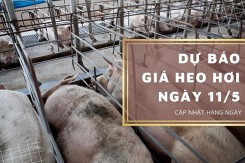 Dự báo giá heo hơi ngày 11/5: Duy trì ổn định tại các địa phương?