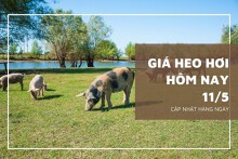 Giá heo hơi hôm nay 11/5: Tăng cao nhất 2.000 đồng/kg