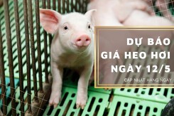 Dự báo giá heo hơi ngày 12/5: Duy trì xu hướng tăng?
