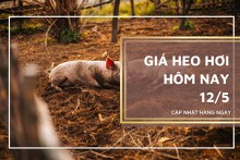 Giá heo hơi hôm nay 12/5: Tăng tiếp 1.000 đồng/kg
