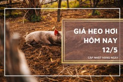 Giá heo hơi hôm nay 12/5: Tăng tiếp 1.000 đồng/kg