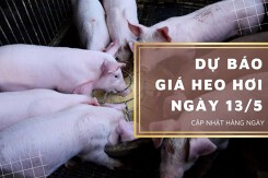 Dự báo giá heo hơi ngày 13/5: Thị trường tiếp tục tăng?