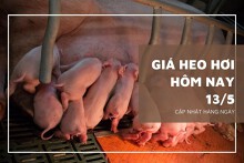 Giá heo hơi hôm nay 13/5: Tăng cao nhất 2.000 đồng/kg