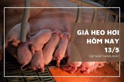 Giá heo hơi hôm nay 13/5: Tăng cao nhất 2.000 đồng/kg