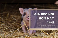 Giá heo hơi hôm nay 14/5: Duy trì đà tăng trong tuần tới?