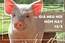 Giá heo hơi hôm nay 15/5: Dao động từ 52.000 đồng/kg đến 56.000 đồng/kg