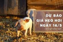 Dự báo giá heo hơi ngày 16/5: Tăng nhẹ ở một số địa phương?