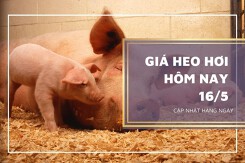 Giá heo hơi hôm nay 16/5: Tăng 1.000 đồng/kg, cao nhất 56.000 đồng/kg