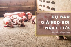 Dự báo giá heo hơi ngày 17/5: Tiếp tục tăng trên cả nước?