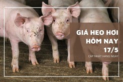 Giá heo hơi hôm nay 17/5: Tăng từ 1.000 đồng/kg đến 3.000 đồng/kg