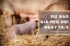 Dự báo giá heo hơi ngày 18/5: Xu hướng tăng tiếp tục duy trì?