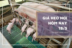 Giá heo hơi hôm nay 18/5: Duy trì tăng cao nhất 2.000 đồng/kg
