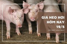 Giá heo hơi hôm nay 19/5: Tăng cao nhất 2.000 đồng/kg