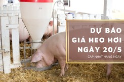 Dự báo giá heo hơi ngày 20/5: Xu hướng tăng vẫn duy trì?