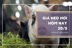 Giá heo hơi hôm nay 20/5: Tiếp đà tăng, cao nhất 59.000 đồng/kg
