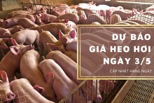 Dự báo giá heo hơi ngày 3/5: Tiếp tục lặng sóng?
