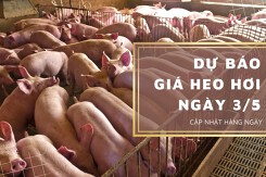 Dự báo giá heo hơi ngày 3/5: Tiếp tục lặng sóng?