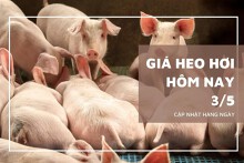 Giá heo hơi hôm nay 3/5: Cao nhất 54.000 đồng/kg