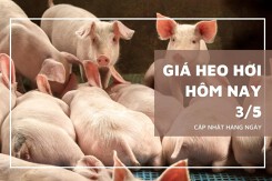 Giá heo hơi hôm nay 3/5: Cao nhất 54.000 đồng/kg