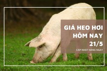 Giá heo hơi hôm nay 21/5: Các địa phương vẫn duy trì đà tăng?