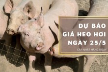Dự báo giá heo hơi ngày 25/5: Tiếp đà tăng trên cả nước?