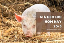 Giá heo hơi hôm nay 25/5: Tiếp đà tăng cao nhất 3.000 đồng/kg