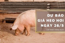 Dự báo giá heo hơi ngày 26/5: Đà tăng vẫn tiếp tục duy trì ở cả ba miền?