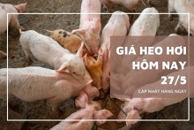 Giá heo hơi hôm nay 27/5: Giảm nhẹ 1.000 đồng/kg ở hai miền Bắc và Nam
