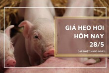 Giá heo hơi hôm nay 28/5: Tiếp đà tăng trong tuần tới?