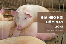 Giá heo hơi hôm nay 29/5: Từ 55.000 đồng/kg đến 61.000 đồng/kg