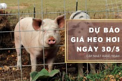 Dự báo giá heo hơi ngày 30/5: Tăng giảm không đồng nhất ở ba miền?