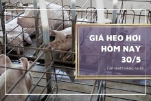 Giá heo hơi hôm nay 30/5: Thị trường biến động không đồng nhất