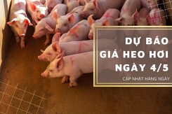 Dự báo giá heo hơi ngày 4/5: Các địa phương sẽ tăng giảm không đồng nhất?