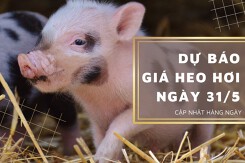 Dự báo giá heo hơi ngày 31/5: Nhiều địa phương điều chỉnh trái chiều?