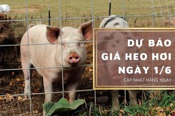 Dự báo giá heo hơi ngày 1/6: Thị trường tiếp tục tăng giảm không đồng nhất?