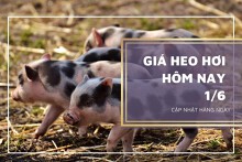 Giá heo hơi hôm nay 1/6: Giảm cao nhất 2.000 đồng/kg