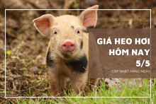 Giá heo hơi hôm nay 5/5: Điều chỉnh trái chiều