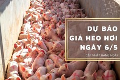 Dự báo giá heo hơi ngày 6/5: Các địa phương biến động trái chiều?