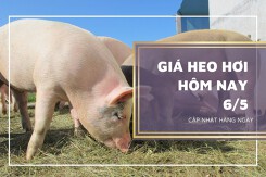 Giá heo hơi hôm nay 6/5: Biến động trái chiều, cao nhất 55.000 đồng/kg