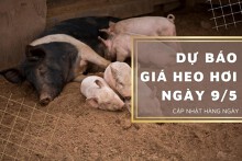 Dự báo giá heo hơi ngày 9/5: Các địa phương điều chỉnh tăng?