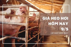 Giá heo hơi hôm nay 9/5: Thị trường tăng trở lại ở nhiều nơi